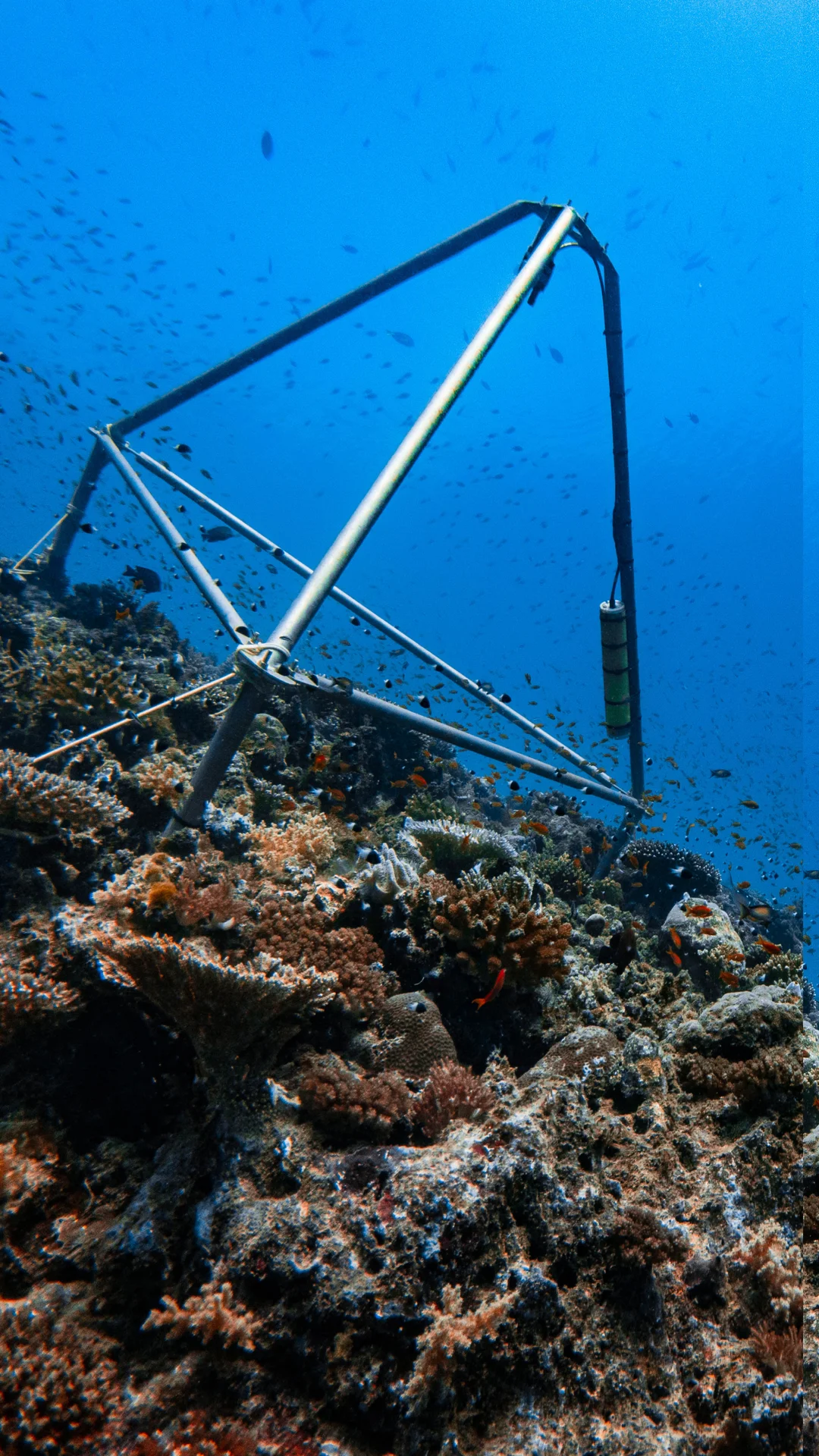Tripod installed in the seabed with a school of fish
