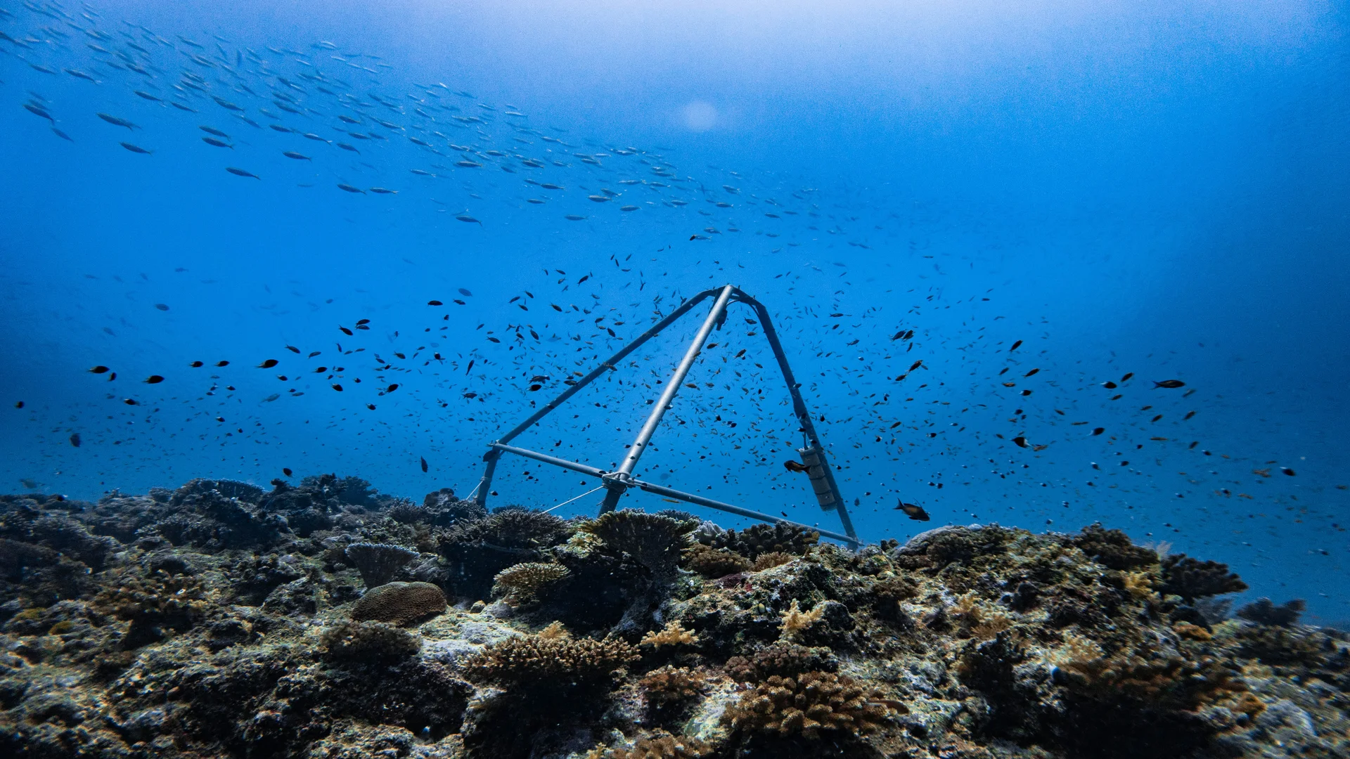 Tripod installed in the seabed with a school of fish